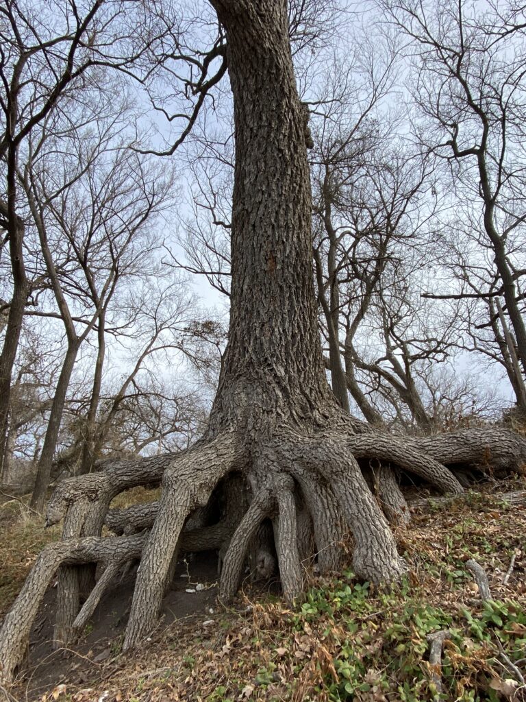 Roots Concho River